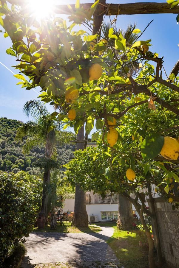 Casa Beatrice Bed & Breakfast Sorrento Exterior photo